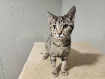 Gorgeous -  Domestic Short Hair Cat for Adoption in Wheaton, Illinois - Gorgeous | PetCurious
