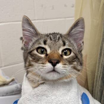Lawrence -  Domestic Short Hair Cat for Adoption in Murray, Utah - Lawrence | PetCurious