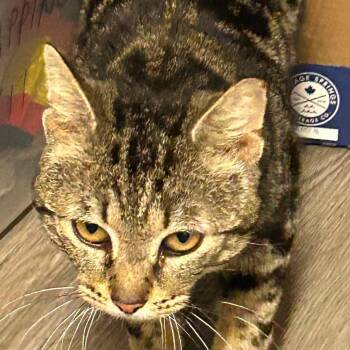 Grayson TNVR 007 26 -  Domestic Short Hair Cat for Adoption in Woodstock, Ontario - Grayson TNVR 007 26 | PetCurious