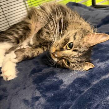 Domestic Medium Hair Cats Available for Adoption in Hampton Bays, New York - Alice | PetCurious