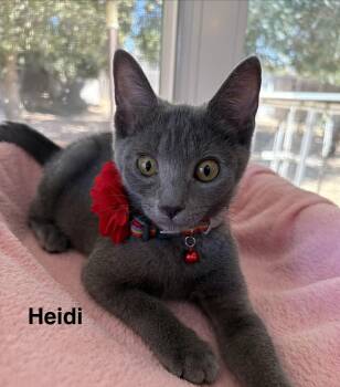 Heidi -  Domestic Short Hair Cat for Adoption in Oakley, California - Heidi | PetCurious