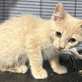 Honey Ganache -  Domestic Short Hair Cat for Adoption in Tipp City, Ohio - Honey Ganache | PetCurious