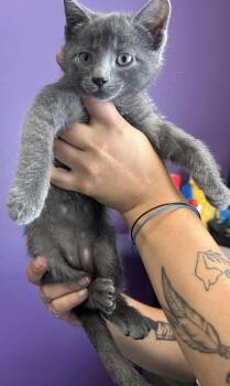 * Ash* -  Domestic Short Hair Cat for Adoption in Salt Lake City, Utah - * Ash* | PetCurious