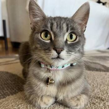 Betsy -  Domestic Short Hair Cat for Adoption in Bridgeport, California - Betsy | PetCurious