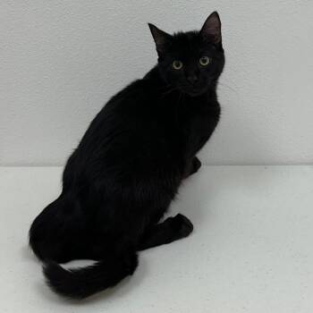 Jay -  Domestic Short Hair Cat for Adoption in Newberg, Oregon - Jay | PetCurious