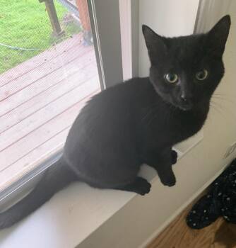 Rescue Domestic Short Hair Cats for Adoption in San Andreas, California - Rambo | PetCurious