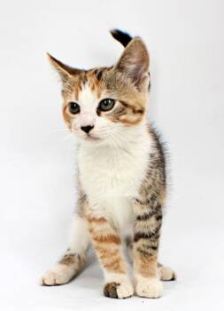 Kinsley -  Domestic Short Hair Cat Available for Adoption in Morton Grove, Illinois - Kinsley | PetCurious