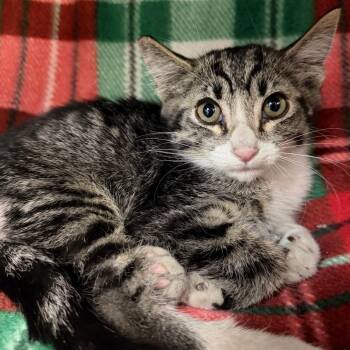 Cosmo -  Domestic Short Hair Cat for Adoption in Las Vegas, Nevada - Cosmo | PetCurious