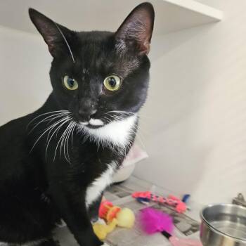 Pablo -  Domestic Short Hair Cat for Adoption in Phoenixville, Pennsylvania - Pablo | PetCurious