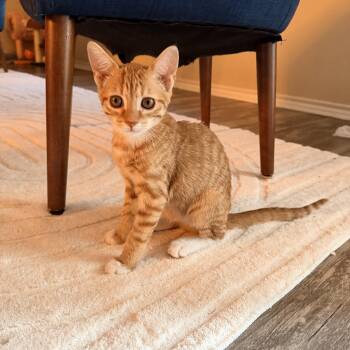 Dewey (TS) -  Domestic Short Hair Cat for Adoption in Schertz, Texas - Dewey (TS) | PetCurious
