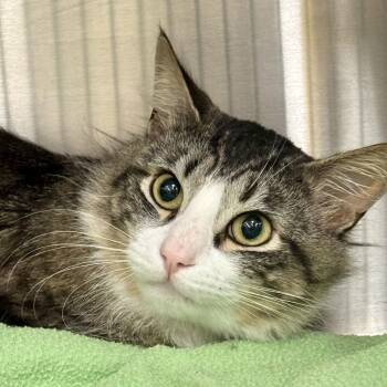 Domestic Medium Hair Cats Available for Adoption - Stella | PetCurious