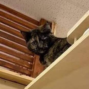 Domestic Short Hair Cats Available for Adoption - Apple + Cider | PetCurious