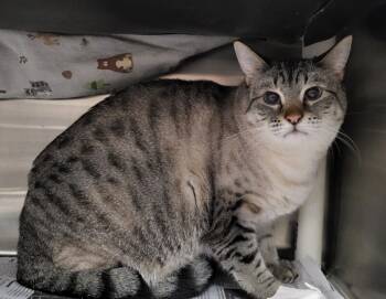 Rescue Domestic Short Hair Cats for Adoption in Fruit Heights, Utah - Nora | PetCurious