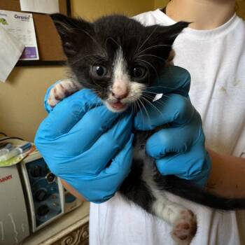 Reed -  Domestic Short Hair Cat for Adoption in Corinth, Mississippi - Reed | PetCurious