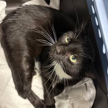 Italian Man -  Domestic Short Hair Cat for Adoption in York, Pennsylvania - Italian Man | PetCurious