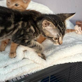 Earl Grey -  Domestic Short Hair Cat for Adoption in Pleasanton, California - Earl Grey | PetCurious