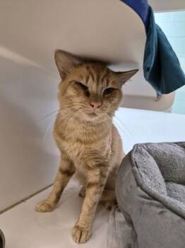 Pewdiepie -  Domestic Short Hair Cat for Adoption in Vero Beach, Florida - Pewdiepie | PetCurious