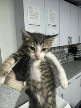 Domestic Short Hair Cats Available for Adoption in West Chester, Pennsylvania - Fable | PetCurious