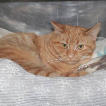 Domestic Short Hair Cats Available for Adoption - Chaser | PetCurious