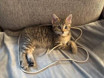 Tink -  American Shorthair Cat for Adoption in Fayetteville, Arkansas - Tink | PetCurious