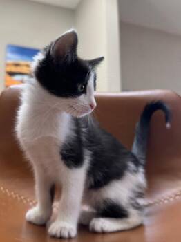Carrot -  Domestic Short Hair Cat for Adoption in Fort Collins, Colorado - Carrot | PetCurious