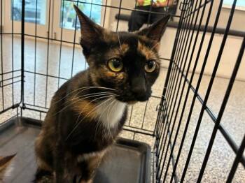 SIENNA -  Domestic Short Hair Cat for Adoption in Palmetto, Florida - SIENNA | PetCurious