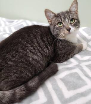 Rescue Domestic Short Hair Cats for Adoption in Belmont, New York - Nilla | PetCurious