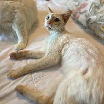 Domestic Short Hair Cats Available for Adoption in Buffalo, New York - Dim | PetCurious