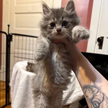 Domestic Long Hair Cats Available for Adoption in Granville, Ohio - Sapphire | PetCurious