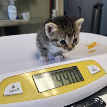 Cheeto -  Domestic Short Hair Cat for Adoption in Mt. Juliet, Tennessee - Cheeto | PetCurious