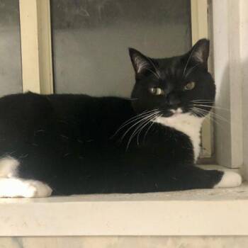 Tuxedo and Domestic Short Hair Cats Available for Adoption - Wendy | PetCurious