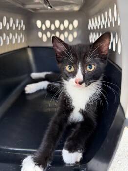 Rupert (Petsmart) -  Domestic Short Hair Cat for Adoption in Ocala, Florida - Rupert (Petsmart) | PetCurious