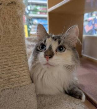 Clover 26 -  Domestic Long Hair and Ragdoll Cat for Adoption in Cincinnati, Ohio - Clover 26 | PetCurious