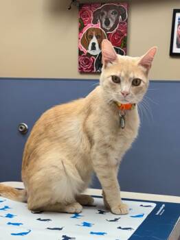 Rescue Domestic Short Hair Cats for Adoption in Tulsa, Oklahoma - Marmalade | PetCurious