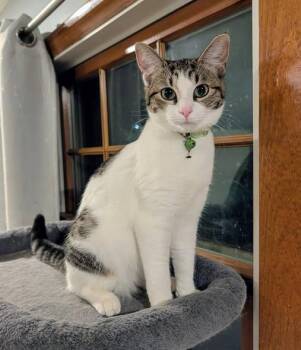 Olivia Dean -  American Shorthair Cat for Adoption in Kettering, Ohio - Olivia Dean | PetCurious
