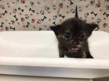 WENDY -  Domestic Short Hair Cat for Adoption in Riverside, California - WENDY | PetCurious