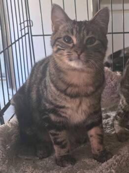 Rescue Domestic Short Hair Cats for Adoption in French Village, Missouri - Taylor | PetCurious