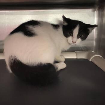 Sweetie -  Domestic Short Hair Cat for Adoption in Spruce Pine, North Carolina - Sweetie | PetCurious