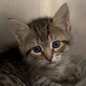 Edamame -  Domestic Short Hair Cat for Adoption in Middlebury, Vermont - Edamame | PetCurious