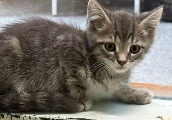 Gravy -  Domestic Short Hair Cat for Adoption - Gravy | PetCurious