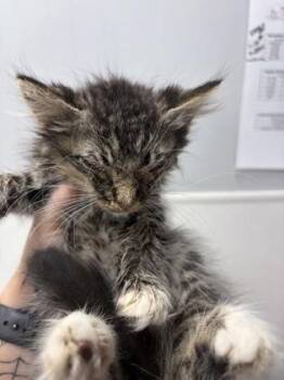 Cal -  Domestic Long Hair and Domestic Short Hair Cat for Adoption in West Chester, Pennsylvania - Cal | PetCurious