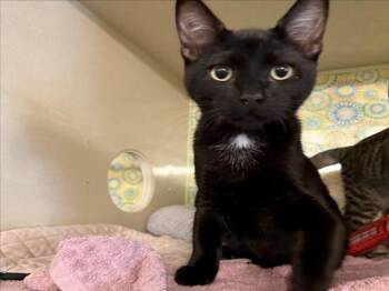 *FIR -  Domestic Short Hair Cat for Adoption in Woodland, California - *FIR | PetCurious