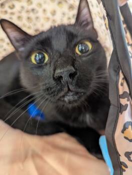 Chat - Chatterbox -  Domestic Short Hair Cat for Adoption in Ruskin, Florida - Chat - Chatterbox | PetCurious