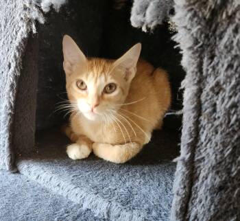 Domestic Short Hair Cats Available for Adoption in Villa Park, California - Cupcake | PetCurious