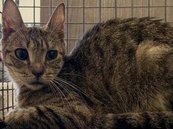 Red -  Domestic Short Hair Cat for Adoption in Daytona Beach, Florida - Red | PetCurious