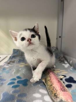 Rescue Domestic Short Hair and Tabby Cats for Adoption in Emerald Isle, North Carolina - Hopper | PetCurious