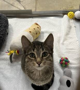 Rescue Domestic Short Hair Cats for Adoption in Norwalk, Connecticut - Julio”Jules” | PetCurious