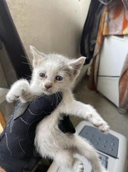 NOVA -  Domestic Short Hair Cat for Adoption in Palmetto, Florida - NOVA | PetCurious