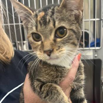 Rescue Domestic Short Hair Cats for Adoption in La Grange, Kentucky - Daisy | PetCurious