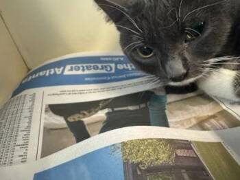 MED - Gumbo -  Domestic Short Hair Cat for Adoption in Chamblee, Georgia - MED - Gumbo | PetCurious